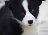 Tilly, a female Border Collie for sale in Douglass, KS – 1 of 7
