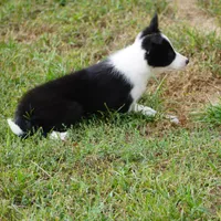 Isla, a female Border Collie for sale in Douglass, KS – 2 of 7