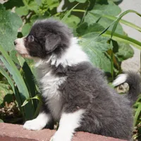 Cascade, a male Border Collie for sale in Douglass, KS – 8 of 10
