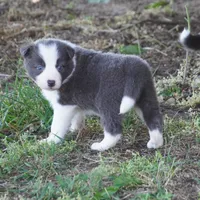 Nile, a female Border Collie for sale in Douglass, KS – 4 of 7