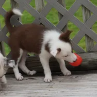 Tatum, a female Border Collie for sale in Douglass, KS – 2 of 7