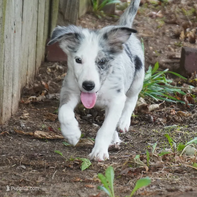 Orca – Border Collie puppy for sale in Douglass, KS