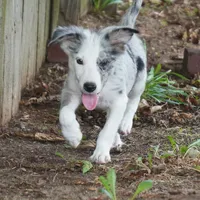 Orca, a male Border Collie for sale in Douglass, KS – 1 of 4