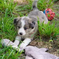 Nomad, a male Border Collie for sale in Douglass, KS – 1 of 6