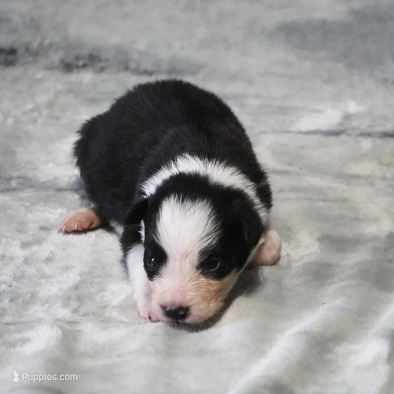 Cobalt – Border Collie puppy for sale in Douglass, KS