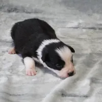 Cobalt, a male Border Collie for sale in Douglass, KS – Photo 2 of 3