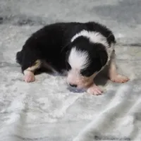 Cobalt, a male Border Collie for sale in Douglass, KS – Photo 3 of 3