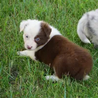 Tatum, a female Border Collie for sale in Douglass, KS – 4 of 4