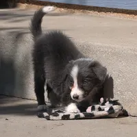 Celeste, a female Border Collie for sale in Douglass, KS – 3 of 4