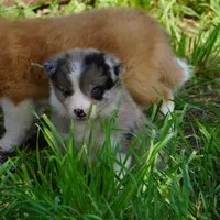Nimbus, a male Border Collie for sale in Douglass, KS – 3 of 4