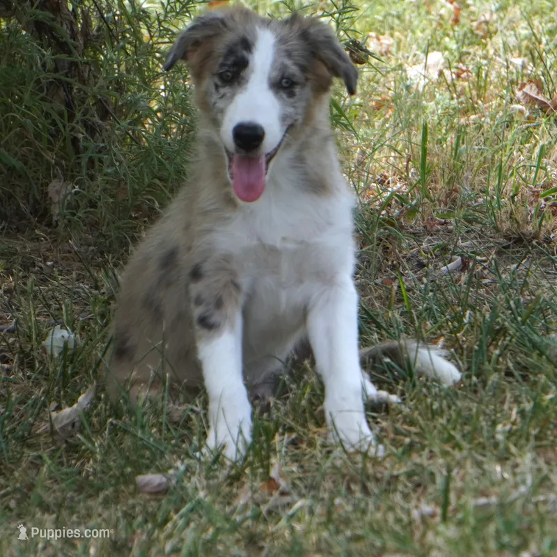 Titan – Border Collie puppy for sale in Douglass, KS