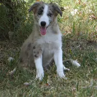 Titan, a male Border Collie for sale in Douglass, KS – 1 of 2