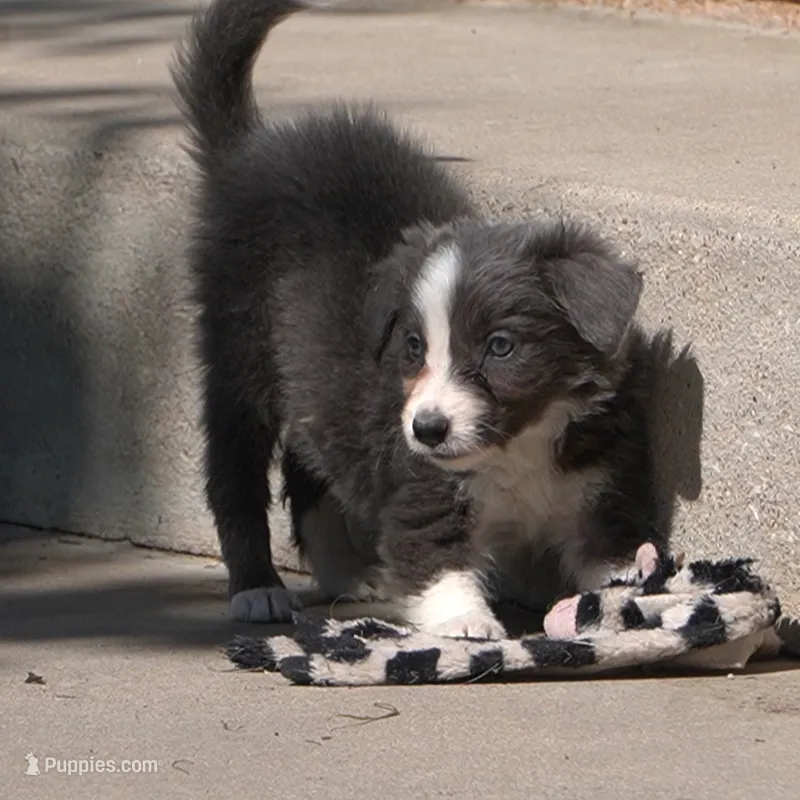 Celeste – Border Collie puppy for sale in Douglass, KS