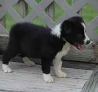 Oreo, a male Border Collie for sale in Douglass, KS – 2 of 3