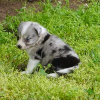 Cannon, a male Border Collie for sale in Douglass, KS – Photo 3 of 8