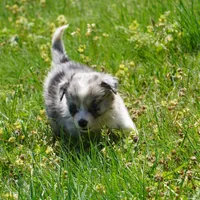 Cannon, a male Border Collie for sale in Douglass, KS – Photo 5 of 8