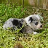 Cannon, a male Border Collie for sale in Douglass, KS – Photo 6 of 8