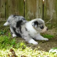 Cannon, a male Border Collie for sale in Douglass, KS – Photo 7 of 8