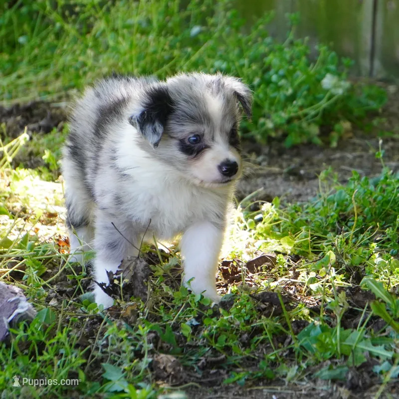 Cannon – Border Collie puppy for sale in Douglass, KS