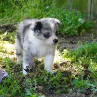 Cannon, a male Border Collie for sale in Douglass, KS – Photo 1 of 8