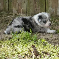 Cannon, a male Border Collie for sale in Douglass, KS – Photo 2 of 8