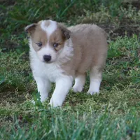 Nutmeg, a male Border Collie for sale in Douglass, KS – 3 of 3