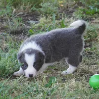 Nile, a female Border Collie for sale in Douglass, KS – 3 of 7