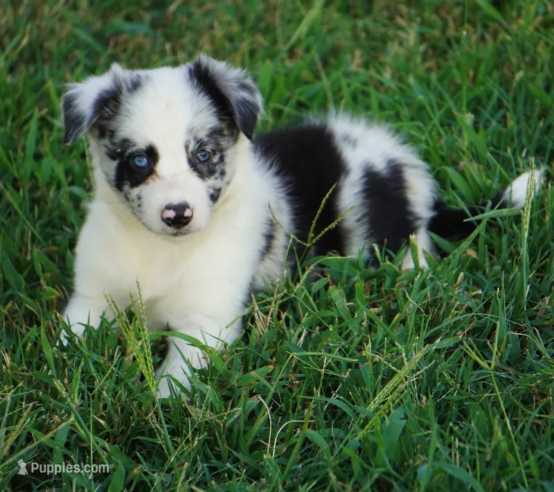 Outlaw – Border Collie puppy for sale in Douglass, KS