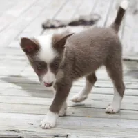 Torque, a male Border Collie for sale in Douglass, KS – 5 of 10