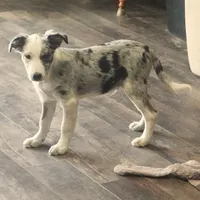 Orca, a male Border Collie for sale in Douglass, KS – 3 of 8