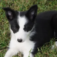 Isla, a female Border Collie for sale in Douglass, KS – 3 of 7