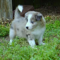 Titan, a male Border Collie for sale in Douglass, KS – 2 of 5