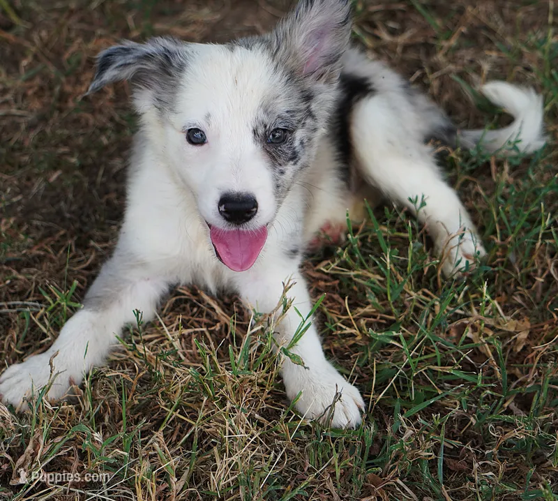 Orca – Border Collie puppy for sale in Douglass, KS
