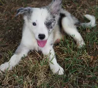 Orca, a male Border Collie for sale in Douglass, KS – 1 of 7