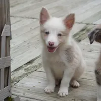Trevor, a male Border Collie for sale in Douglass, KS – 6 of 7