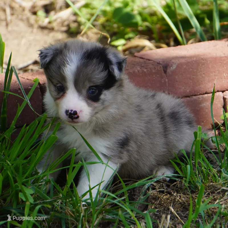 Nimbus – Border Collie puppy for sale in Douglass, KS