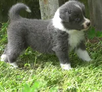 Cascade, a male Border Collie for sale in Douglass, KS – Photo 1 of 4