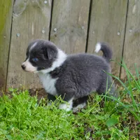 Cascade, a male Border Collie for sale in Douglass, KS – Photo 2 of 4