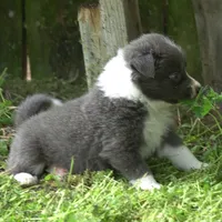 Cascade, a male Border Collie for sale in Douglass, KS – Photo 3 of 4