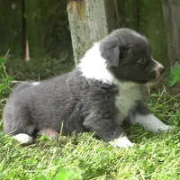 Cascade, a male Border Collie for sale in Douglass, KS – Photo 4 of 4