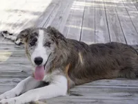 Titan, a male Border Collie for sale in Douglass, KS – 5 of 7