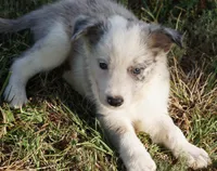 Orca, a male Border Collie for sale in Douglass, KS – 1 of 2