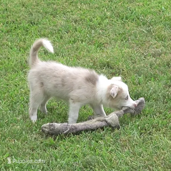 Trevor – Border Collie puppy for sale in Douglass, KS