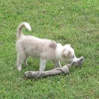 Trevor, a male Border Collie for sale in Douglass, KS – 1 of 6
