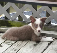 Torque, a male Border Collie for sale in Douglass, KS – 8 of 10