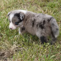 Nimbus, a male Border Collie for sale in Douglass, KS – 4 of 6