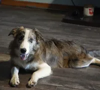 Titan, a male Border Collie for sale in Douglass, KS – 10 of 10