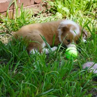 Nutmeg, a male Border Collie for sale in Douglass, KS – 10 of 10