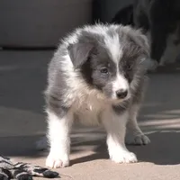 Colt, a male Border Collie for sale in Douglass, KS – 3 of 10