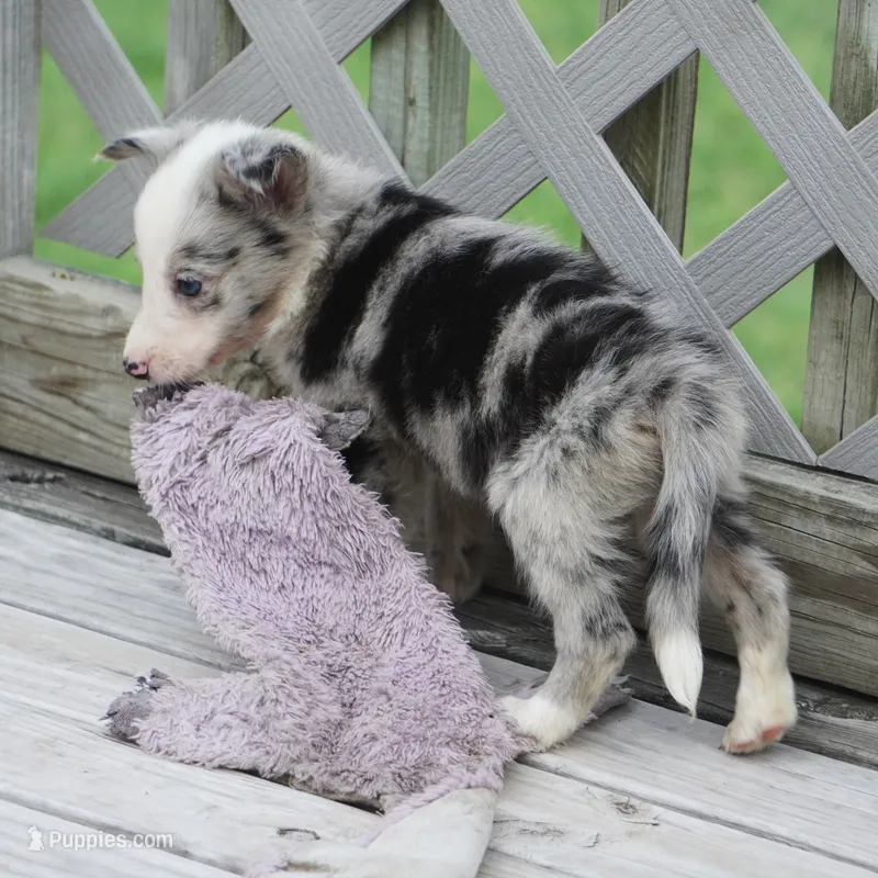 Ocean – Border Collie puppy for sale in Douglass, KS